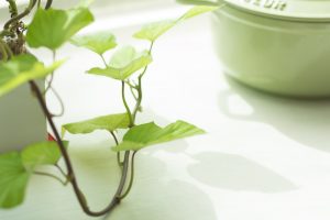 細菌性膣炎 細菌性膣症 の原因 ３つの行為と対処法 パーソナルヘルスクリニック 性病専門 東京 上野御徒町